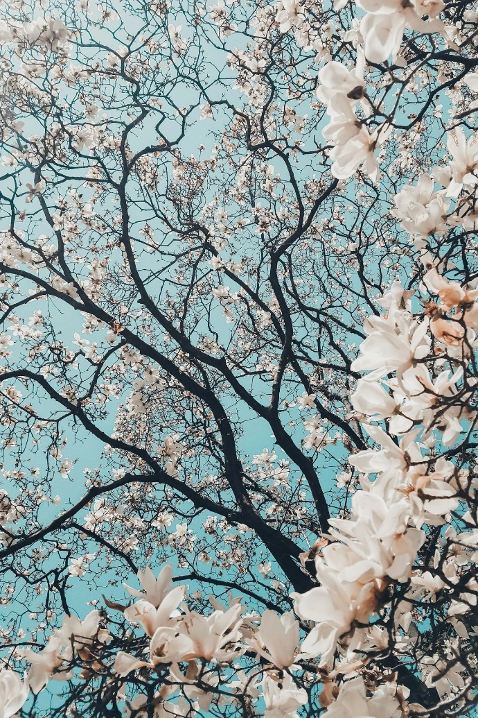 sakura tree in bloom